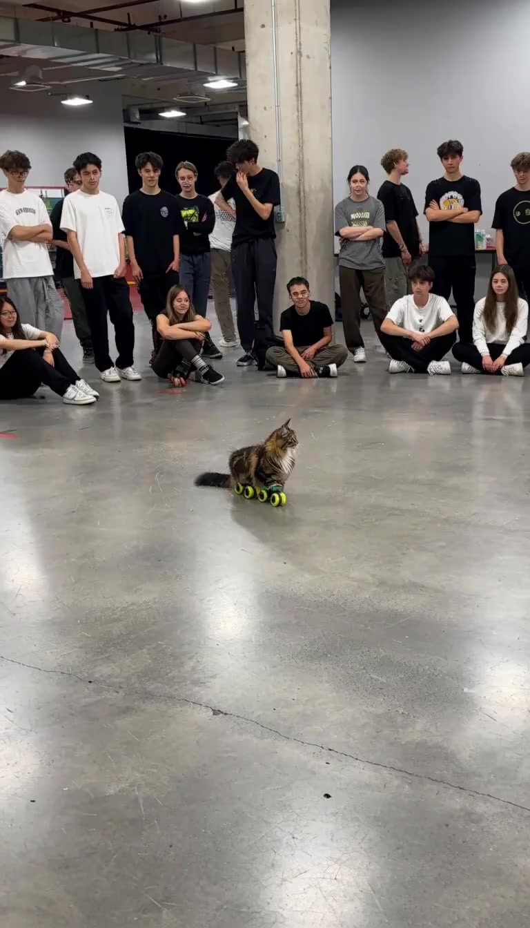 Kitty Skater