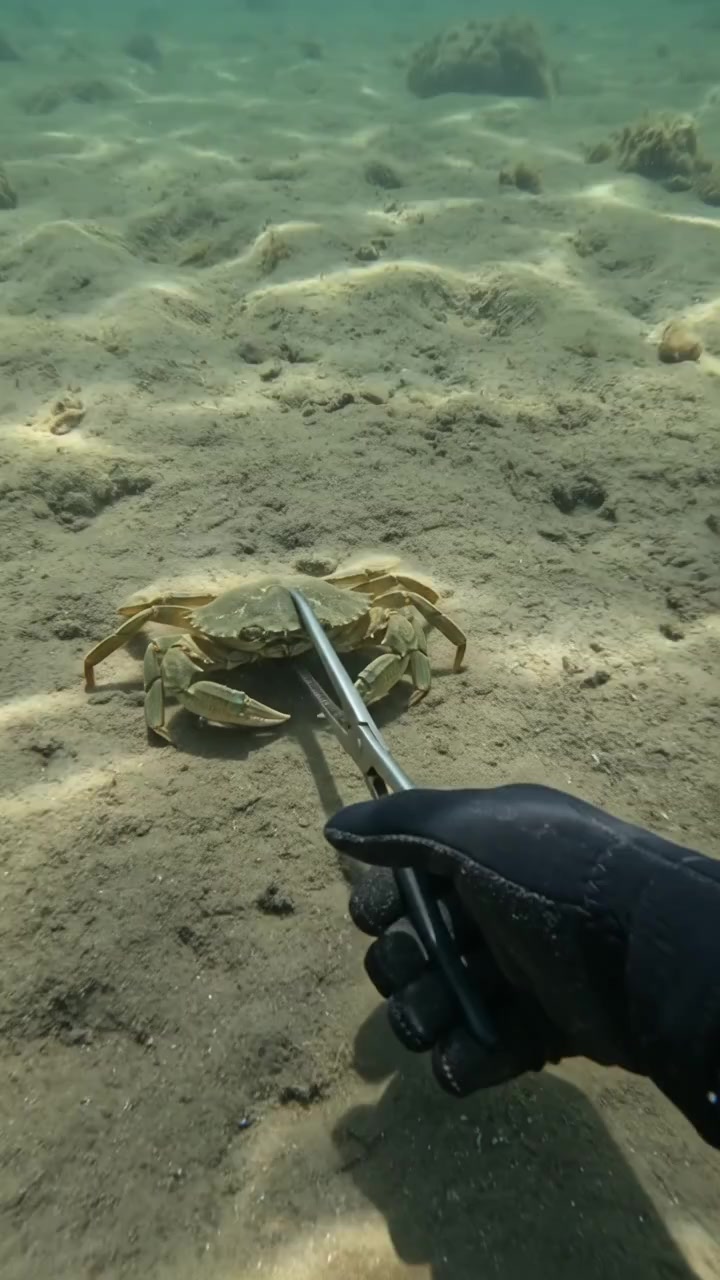 Even crabs have love